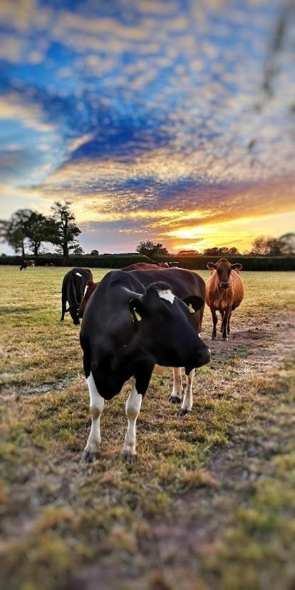 New Farm Cheshire Holidays Winsford  Dış mekan fotoğraf
